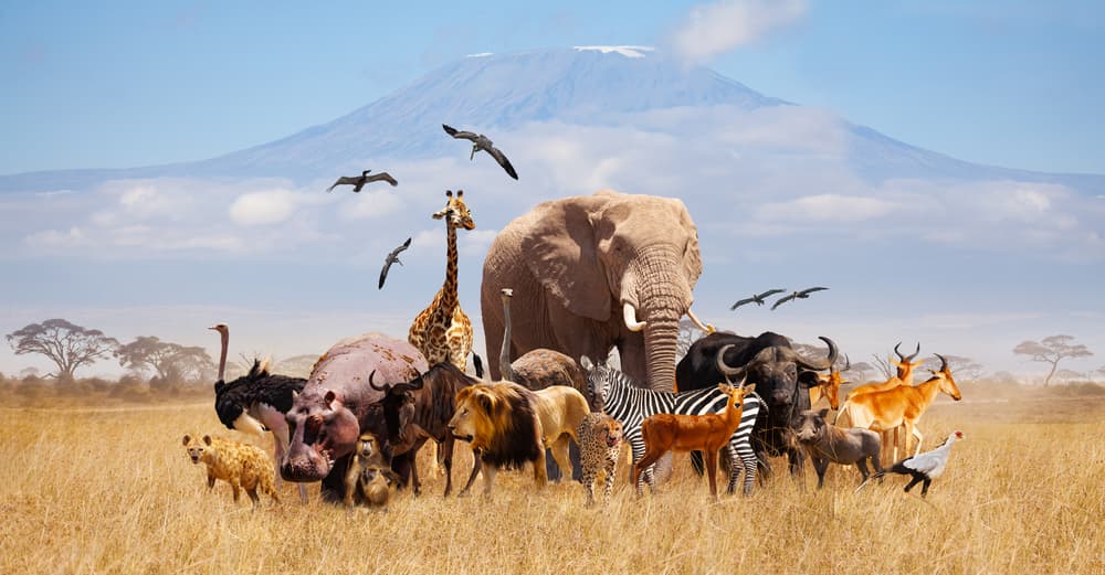 Animal Kingdom Vocabulary